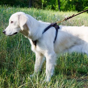 Шлейка из коричневой кожи для щенка голден ретривера «Easy Walk»